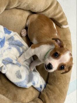 Jack Russell Terrier and Mixed Breed Dogs Available for Adoption - Lago | PetCurious