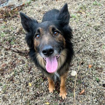 Shepherd Dogs Available for Adoption - Hercules | PetCurious