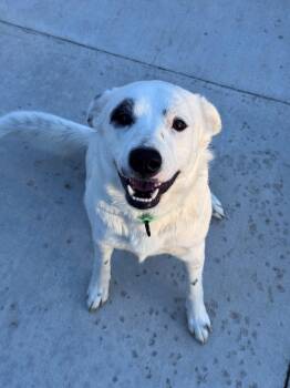 Ghost -  Australian Cattle Dog Blue Heeler and Great Pyrenees Dog for Adoption in Hackensack, Minnesota - Ghost | PetCurious