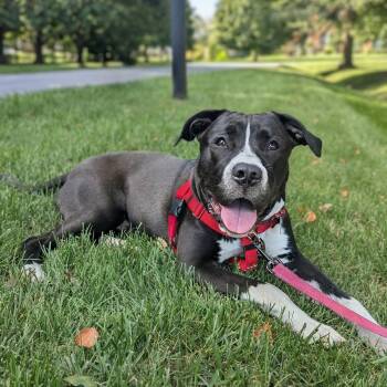 LeBron -  American Staffordshire Terrier Dog for Adoption in Rockville, Maryland - LeBron | PetCurious