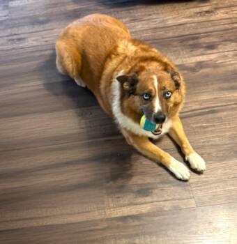 Wes -  Cattle Dog Dog for Adoption in Clarksville, Tennessee - Wes | PetCurious