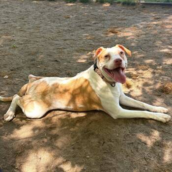 Mixed Breed Dogs Available for Adoption in Brookhaven, New York - Honeycrisp | PetCurious