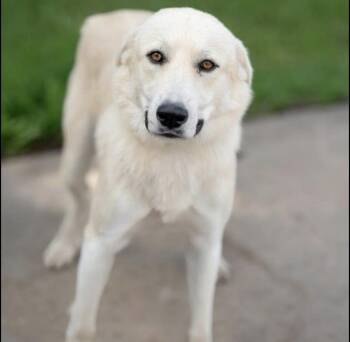 Bella HTX -  Great Pyrenees Dog for Adoption in Quinlan, Texas - Bella HTX | PetCurious