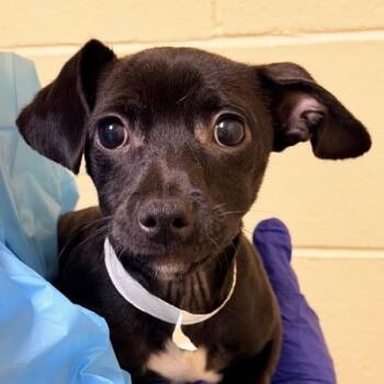 Snafu -  Chihuahua Dog for Adoption in Walnut Creek, California - Snafu | PetCurious