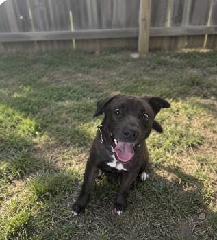 Bean -  American Bully Dog for Adoption in Glendale, Ohio - Bean | PetCurious