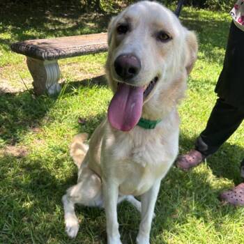 Buddy -  Great Pyrenees and Mixed Breed Dog for Adoption in Clanton, Alabama - Buddy | PetCurious