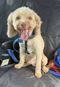 Poodle Dogs Available for Adoption in Coatesville, Pennsylvania - Warren | PetCurious