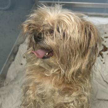 Shih Tzu and Yorkshire Terrier Dogs Available for Adoption in Uniontown, Pennsylvania - Mable | PetCurious