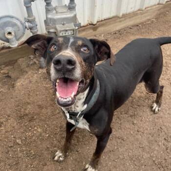 Hound and Labrador Retriever Dogs Available for Adoption in Stephenville, Texas - Pasta | PetCurious