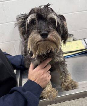Joy -  Schnauzer and Mixed Breed Dog for Adoption in Kansas City, Missouri - Joy | PetCurious