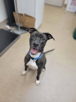 Rick -  Terrier Dog for Adoption in Chambersburg, Pennsylvania - Rick | PetCurious