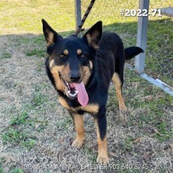 Rescue Australian Kelpie Dogs for Adoption in Pottsboro, Texas - Jenny | PetCurious