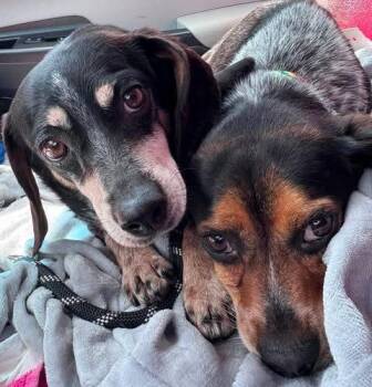 Blue -  Beagle Dog for Adoption in Kent, Washington - Blue | PetCurious