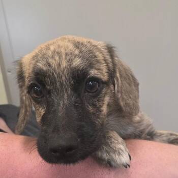 Nutmeg -  Mixed Breed Dog for Adoption in Sand Springs, Oklahoma - Nutmeg | PetCurious