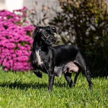 Hershey -  Chihuahua Dog for Adoption in Council Bluffs, Iowa - Hershey | PetCurious