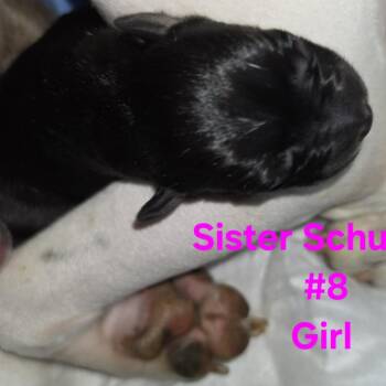 Beauty -  American Staffordshire Terrier Dog for Adoption in West Richland, Washington - Beauty | PetCurious