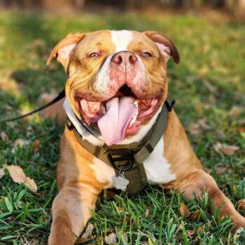 Rescue Pit Bull Terrier Dogs for Adoption in Melbourne, Florida - Hiemdall - Adoption Pending | PetCurious