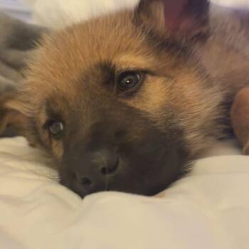 Irish Wolfhound Dogs Available for Adoption - Branch | PetCurious