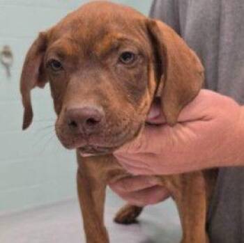 Enzo -  Mixed Breed Dog for Adoption in Westland, Michigan - Enzo | PetCurious