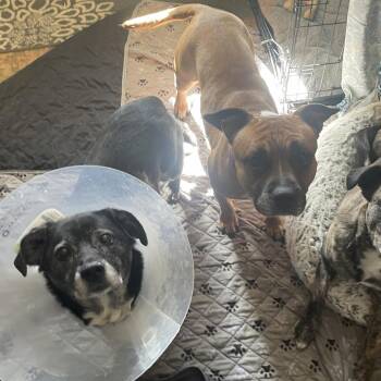 Black Labrador Retriever and Mixed Breed Dogs Available for Adoption in Northville, Michigan - Mabel | PetCurious