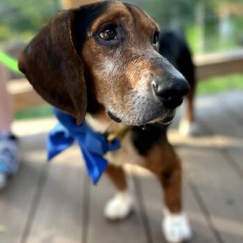Sam Marcus -  Beagle Dog for Adoption in Austin, Texas - Sam Marcus | PetCurious
