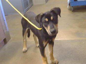 Labrador Retriever and Mixed Breed Dogs Available for Adoption in Sacramento, California - A917544 | PetCurious