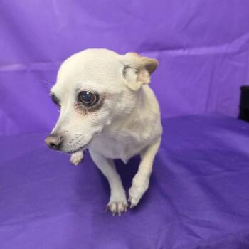 Lucy fka Little Bit -  Chihuahua and Mixed Breed Dog for Adoption in North Myrtle Beach, South Carolina - Lucy Fka Little Bit | PetCurious