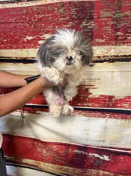 Shih Tzu Dogs Available for Adoption in Doral, Florida - PEARL | PetCurious