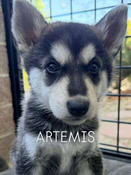 Husky and German Shepherd Dog Dogs Available for Adoption in Los Angeles, California - Coming Soon... Artemis The Handsome Shepsky Puppy | PetCurious