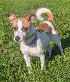 JACQUES -  Parson Russell Terrier Dog for Adoption in Akron, Ohio - JACQUES | PetCurious