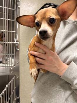 Mixed Breed Dogs Available for Adoption - Trixxie | PetCurious