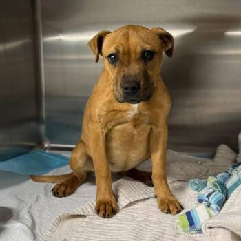 Mixed Breed Dogs Available for Adoption - Winnie | PetCurious