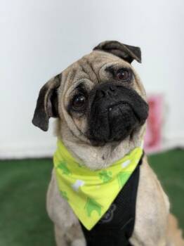 Pablo Esco pug-One of our Amazing Rescue Dogs -  Pug and Mixed Breed Dog for Adoption in Carlsbad, California - Pablo Esco Pug-One Of Our Amazing Rescue Dogs | PetCurious