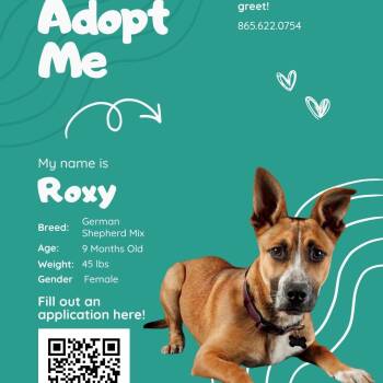 Roxy -  American Staffordshire Terrier and German Shepherd Dog Dog for Adoption in Maryville, Tennessee - Roxy | PetCurious