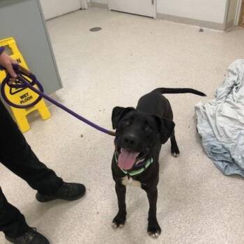 Ronald -  Black Labrador Retriever and Mixed Breed Dog for Adoption - Ronald | PetCurious