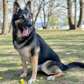 Rescue German Shepherd Dog Dogs for Adoption in Lucas, Texas - Tidus | PetCurious