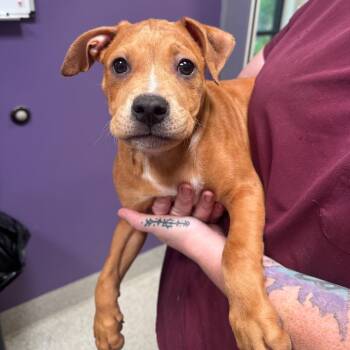 Travis -  Catahoula Leopard Dog and Pit Bull Terrier Dog for Adoption in Englewood, Florida - Travis | PetCurious