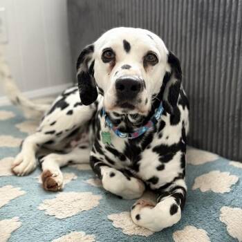 Dalmatian Dogs Available for Adoption - Harper | PetCurious