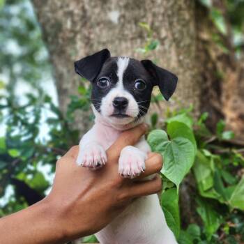 Appaloosa -  Chihuahua and Dachshund Dog for Adoption in Sunrise, Florida - Appaloosa | PetCurious