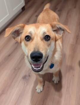 Honey -  Retriever Dog Available for Adoption in Seattle, Washington - Honey | PetCurious