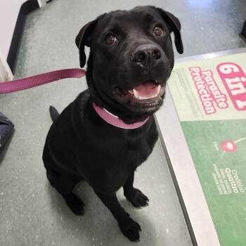 Dolly 3 -  Black Labrador Retriever and Mixed Breed Dog for Adoption in Tampa, Florida - Dolly 3 | PetCurious