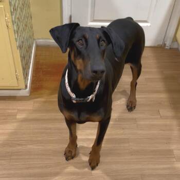 Sophie -  Doberman Pinscher Dog for Adoption in Los Angeles, California - Sophie | PetCurious