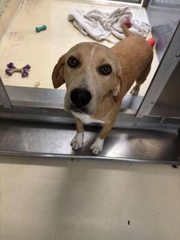 Crocket -  Labrador Retriever and Hound Dog for Adoption in Kalamazoo, Michigan - Crocket | PetCurious