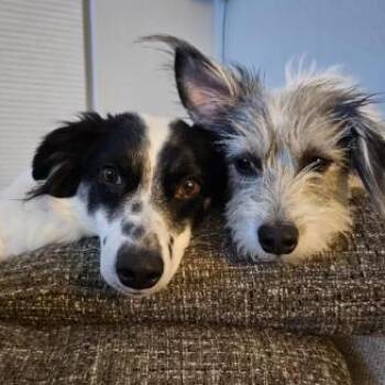 Border Collie Dogs Available for Adoption in Phoenix, Arizona - Bolt And Lightning | PetCurious