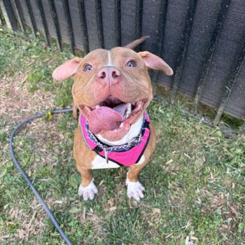 Buster -  Pit Bull Terrier Dog for Adoption in Lynchburg, Virginia - Buster | PetCurious