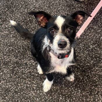 Alfalfa -  Toy Fox Terrier Dog for Adoption - Alfalfa | PetCurious