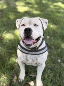 Pugsley -  American Bulldog Dog for Adoption in Rocklin, California - Pugsley | PetCurious