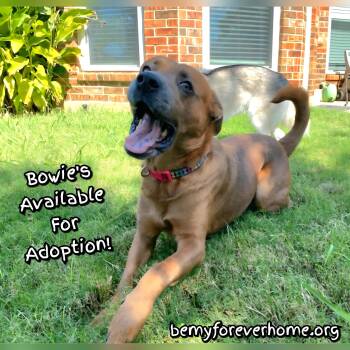 Rescue Mastiff Dogs for Adoption in Plano, Texas - Bowie | PetCurious