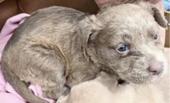 Pit Bull Terrier and Mixed Breed Dogs Available for Adoption in Houston, Texas - A654202 | PetCurious