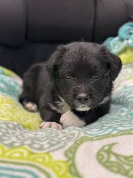 MACADAMIA -  Labrador Retriever and Mixed Breed Dog for Adoption in Stockton, California - MACADAMIA | PetCurious
